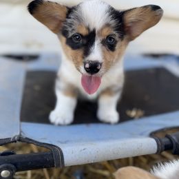 Boy 1 - Blue merle and white male American Corgi puppy in Willcox, Arizona from C spear Corgis