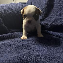 Anna - Red female Boston Terrier puppy in Pierceton, Indiana from Deb's Boston Terriers