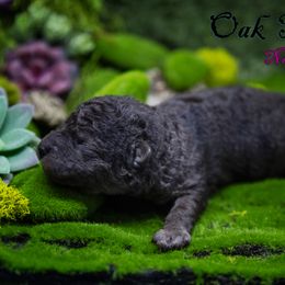 Mudi and Silken Windhound Puppies from Oak & Soul (Oak Creek) Silken Windhounds and Mudi