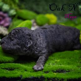 Mudi and Silken Windhound Puppies from Oak & Soul (Oak Creek) Silken Windhounds and Mudi