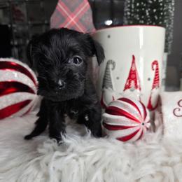 Greta - Black female Miniature Schnauzer puppy in Titusville, Florida from Alysha's Grandbabies