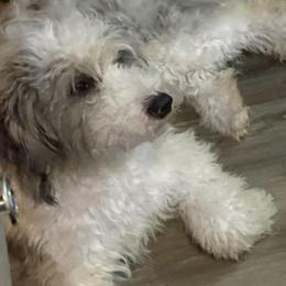 Blueberry - Blue merle female Sheepadoodle puppy in Atlanta, Georgia from DoodleRox