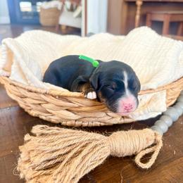 Oliver - Tri-color male Bernedoodle puppy in Buda, Illinois from Hamilton Farm Doodles