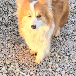 Rita - Pembroke Welsh Corgi