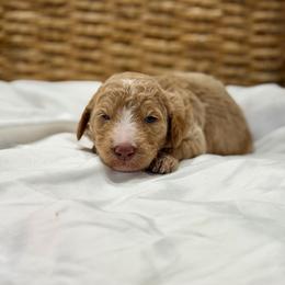 Allie - Apricot female Goldendoodle puppy in Willacoochee, Georgia from Kitandkboodle's Doodles
