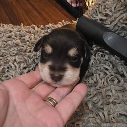 Galaxy (gally) Ray - Liver female Miniature Schnauzer puppy in Fredericksburg, Virginia from Liver Legends