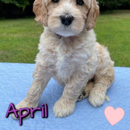 Australian Labradoodle Puppies from Lakeshore Labradoodles