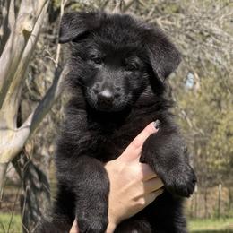 Bella - Black female German Shepherd puppy in Azle, Texas from Nuckols-Alsup Canines German Shepherds