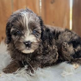 Girl 2 - Merle female Cockapoo puppy in Salt Lake City, Utah from Utah Cocker Spaniels