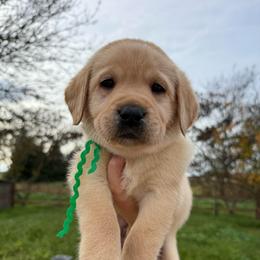 Green - Yellow male Labrador Retriever puppy in Escalon, California from Hansen Retrievers