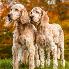 English Setters from Jada English Setters