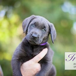 Labrador Retriever Puppies from Sagey Acres Farmette and Labs