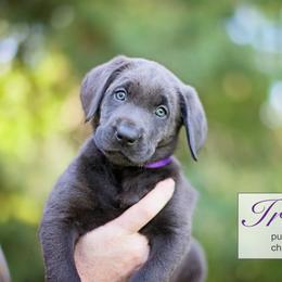 Labrador Retriever Puppies from Sagey Acres Farmette and Labs