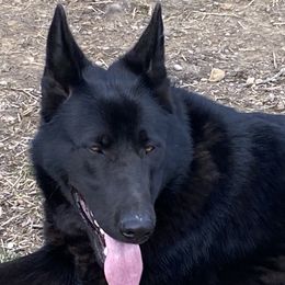 Karlie - German Shepherd