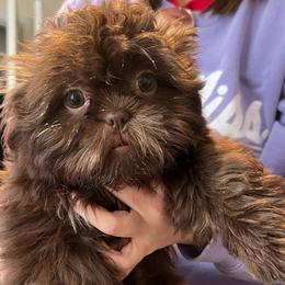 Aurora - Lilac female Shih Tzu puppy in Ocean Springs, Mississippi from Wood Foo Breeders