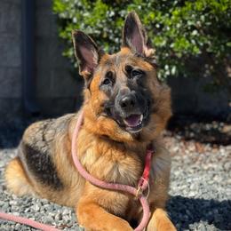 Mara - German Shepherd