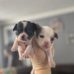 Chihuahua Puppies from Cloud9 Chihuahuas