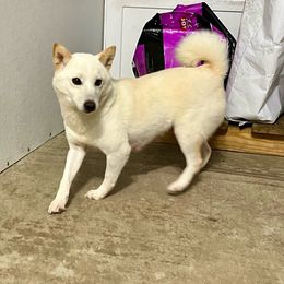 Lexy - Shiba Inu
