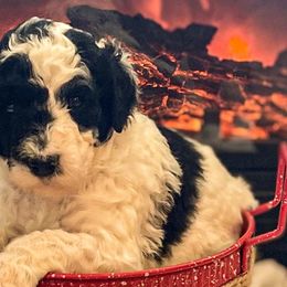 Girl 3 - Parti Poodle puppy in Lake City, Florida from 224 Doodles and Poodles