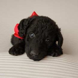 Labradoodles from Winter's Cocoa Pups