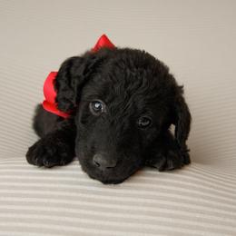 Labradoodles from Winter's Cocoa Pups
