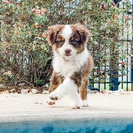 “Cole” - Red Tri Male - Red tri Miniature Australian Shepherd puppy in Goldsboro, North Carolina from Maple Ridge Farm