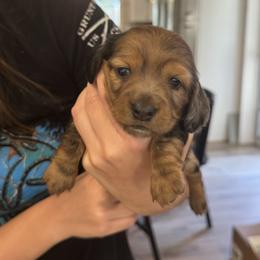 Dachshund Puppies from Mir and Dachshunds