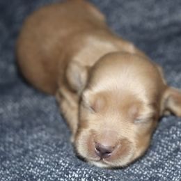 Girl 1 - Cream female Dachshund puppy in Pontotoc, Mississippi from Doubletake Doodles & Dachshunds