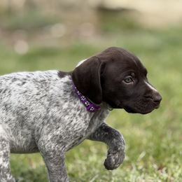 German Shorthaired Pointer Puppies from Upland Points Gun Dogs