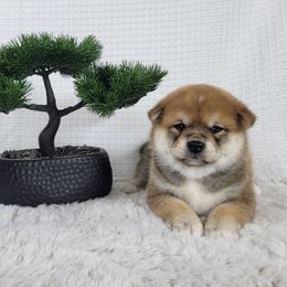 Yua - Red female Shiba Inu puppy in Sacramento, California from Shiba Inu of Matrix