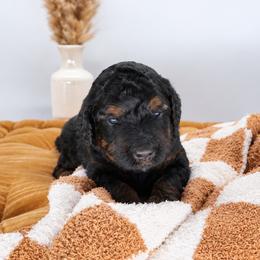 Gravy - Phantom male Goldendoodle puppy in Mesa, Arizona from Schmidt’s Doxies N Doodles