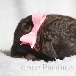 Poodle Puppies from Prodigy Farms Therapy Dogs