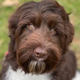 Daisy - Australian Labradoodle