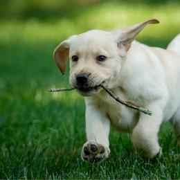 Yellow Collar - Yellow female Labrador Retriever puppy in West Newbury, Massachusetts from Riverfront K9