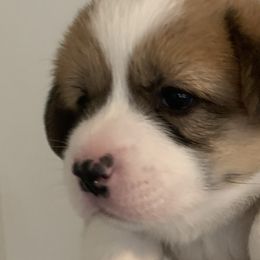 Boy 1 - Red Pembroke Welsh Corgi puppy in Anniston, Alabama from Southern Corgi