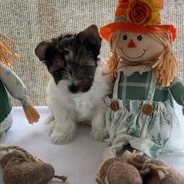 Diamond -  AKC - Black tan and white female Biewer Terrier puppy in Douglas, Georgia from Heartland small breeds