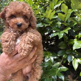 Pekingese, Poodle, and Shih Tzu Puppies from Happy puppies