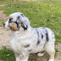 Miniature Australian Shepherds from Stacey Byars-Cosby's Miniature Australian Shepherds