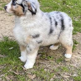 Miniature Australian Shepherds from Stacey Byars-Cosby's Miniature Australian Shepherds
