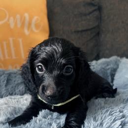 Pepper - Black female Dachshund puppy in Los Angeles, California from Mini Doxies R Us