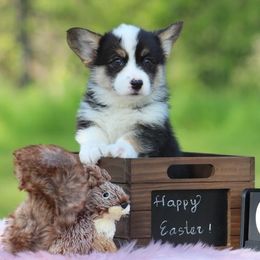 Cardigan Welsh Corgi and Pembroke Welsh Corgi Puppies from QueenE Corgi Farm