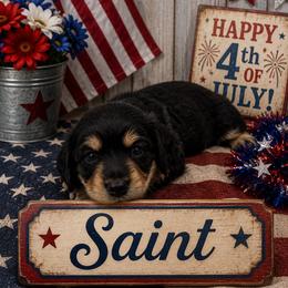 SAINT- CKC REGISTERED - Black and cream male Dachshund puppy in Sumner, Texas from CBL Doxies