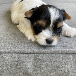 Biewer Terrier and Yorkshire Terrier Puppies from York Town California