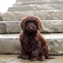 Rio - Chocolate male Australian Labradoodle puppy in Williamstown, New York from Lewis Manor Labradoodles
