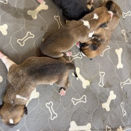 Boy 2 - Red male Pembroke Welsh Corgi puppy in Moulton, Alabama from Reed's Pembroke Corgi Welsh