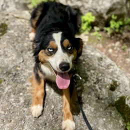Jasmine - Black tri Miniature Australian Shepherd puppy in Somerset, Kentucky from Natural Life Ranch