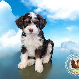 Bernedoodle puppies from Meadowbrook Poodles