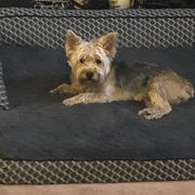 Zoe - Shorkie