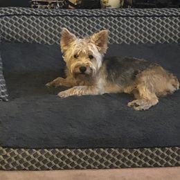 Zoe - Shorkie