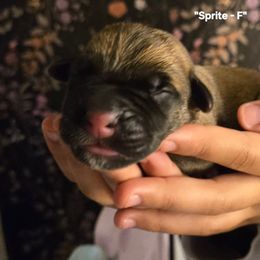 SPRITE - Fawn female Cane Corso puppy in St. Augustine, Florida from RG2 Cane Corsos